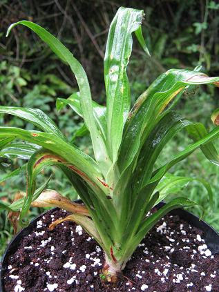 Tupistra tonkinensis